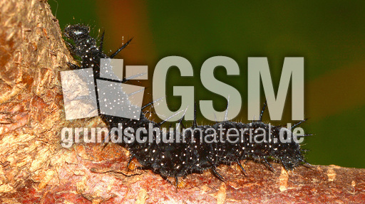 Tagpfauenauge-Raupe (5).jpg